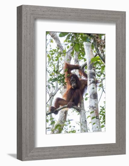 Indonesia, Borneo, Kalimantan. Female orangutan at Tanjung Puting National Park.-Jaynes Gallery-Framed Photographic Print