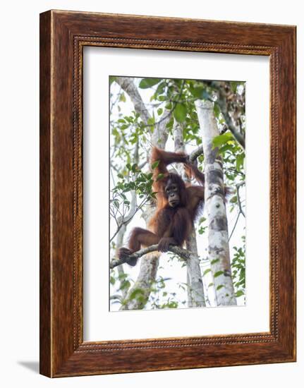 Indonesia, Borneo, Kalimantan. Female orangutan at Tanjung Puting National Park.-Jaynes Gallery-Framed Photographic Print