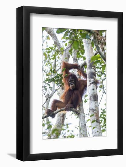 Indonesia, Borneo, Kalimantan. Female orangutan at Tanjung Puting National Park.-Jaynes Gallery-Framed Photographic Print