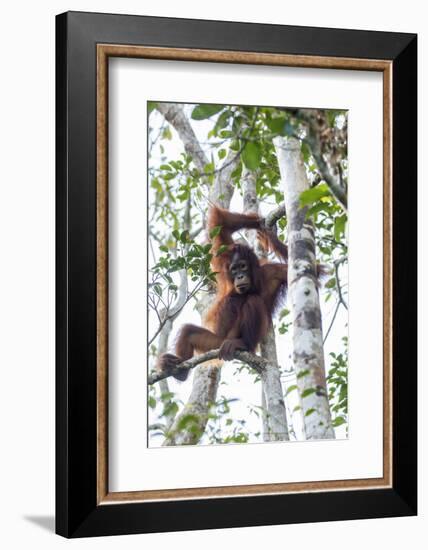 Indonesia, Borneo, Kalimantan. Female orangutan at Tanjung Puting National Park.-Jaynes Gallery-Framed Photographic Print