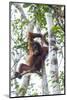 Indonesia, Borneo, Kalimantan. Female orangutan at Tanjung Puting National Park.-Jaynes Gallery-Mounted Photographic Print