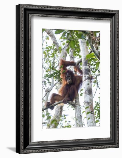 Indonesia, Borneo, Kalimantan. Female orangutan at Tanjung Puting National Park.-Jaynes Gallery-Framed Photographic Print