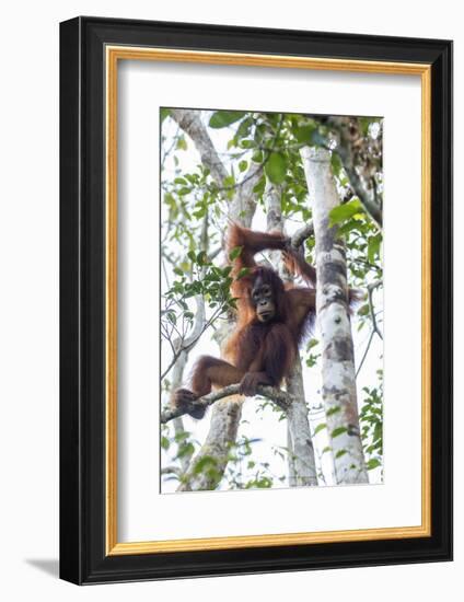 Indonesia, Borneo, Kalimantan. Female orangutan at Tanjung Puting National Park.-Jaynes Gallery-Framed Photographic Print