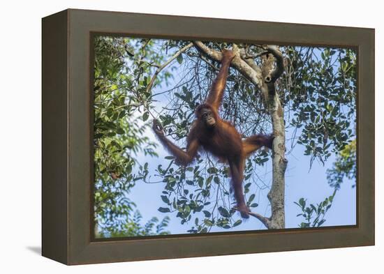 Indonesia, Borneo, Kalimantan. Female orangutan at Tanjung Puting National Park.-Jaynes Gallery-Framed Premier Image Canvas