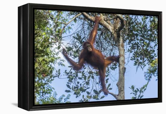 Indonesia, Borneo, Kalimantan. Female orangutan at Tanjung Puting National Park.-Jaynes Gallery-Framed Premier Image Canvas