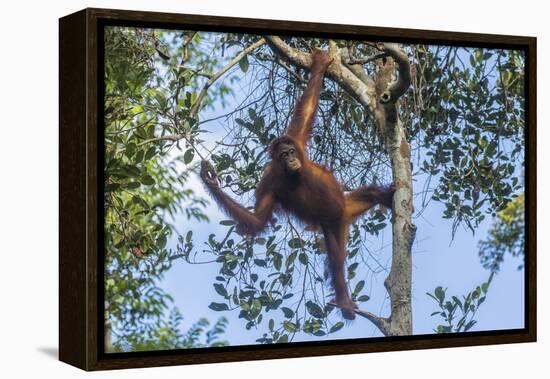 Indonesia, Borneo, Kalimantan. Female orangutan at Tanjung Puting National Park.-Jaynes Gallery-Framed Premier Image Canvas