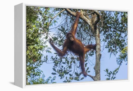 Indonesia, Borneo, Kalimantan. Female orangutan at Tanjung Puting National Park.-Jaynes Gallery-Framed Premier Image Canvas