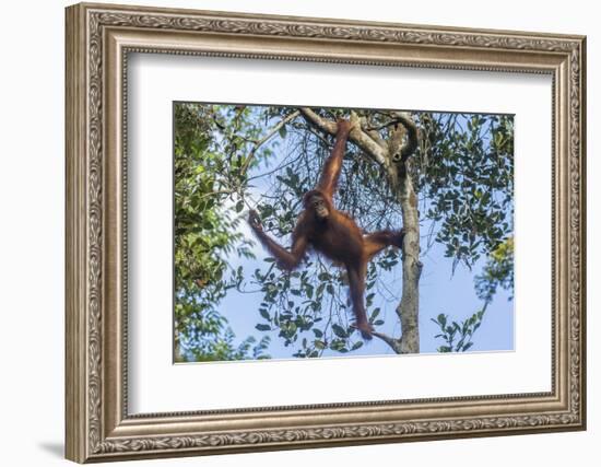 Indonesia, Borneo, Kalimantan. Female orangutan at Tanjung Puting National Park.-Jaynes Gallery-Framed Photographic Print