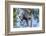 Indonesia, Borneo, Kalimantan. Female orangutan at Tanjung Puting National Park.-Jaynes Gallery-Framed Photographic Print