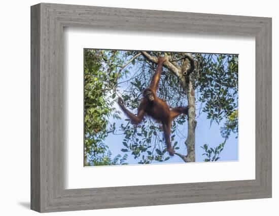 Indonesia, Borneo, Kalimantan. Female orangutan at Tanjung Puting National Park.-Jaynes Gallery-Framed Photographic Print