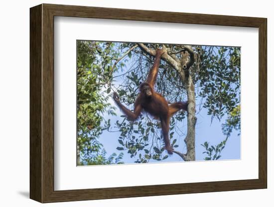 Indonesia, Borneo, Kalimantan. Female orangutan at Tanjung Puting National Park.-Jaynes Gallery-Framed Photographic Print