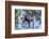 Indonesia, Borneo, Kalimantan. Female orangutan at Tanjung Puting National Park.-Jaynes Gallery-Framed Photographic Print