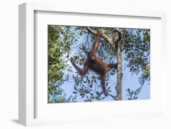 Indonesia, Borneo, Kalimantan. Female orangutan at Tanjung Puting National Park.-Jaynes Gallery-Framed Photographic Print