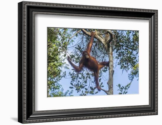 Indonesia, Borneo, Kalimantan. Female orangutan at Tanjung Puting National Park.-Jaynes Gallery-Framed Photographic Print