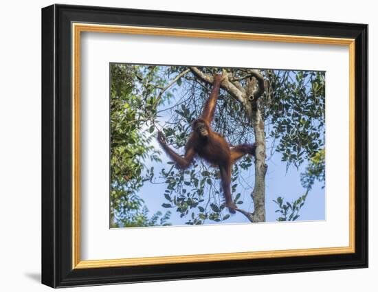 Indonesia, Borneo, Kalimantan. Female orangutan at Tanjung Puting National Park.-Jaynes Gallery-Framed Photographic Print