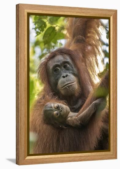 Indonesia, Borneo, Kalimantan. Female orangutan with baby at Tanjung Puting National Park.-Jaynes Gallery-Framed Premier Image Canvas