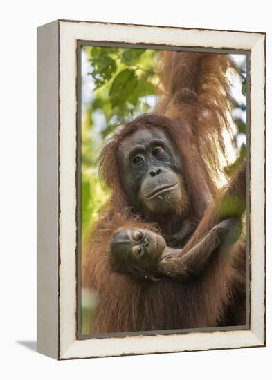 Indonesia, Borneo, Kalimantan. Female orangutan with baby at Tanjung Puting National Park.-Jaynes Gallery-Framed Premier Image Canvas