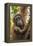 Indonesia, Borneo, Kalimantan. Female orangutan with baby at Tanjung Puting National Park.-Jaynes Gallery-Framed Premier Image Canvas