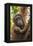 Indonesia, Borneo, Kalimantan. Female orangutan with baby at Tanjung Puting National Park.-Jaynes Gallery-Framed Premier Image Canvas