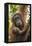 Indonesia, Borneo, Kalimantan. Female orangutan with baby at Tanjung Puting National Park.-Jaynes Gallery-Framed Premier Image Canvas