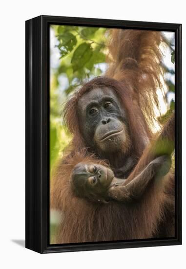 Indonesia, Borneo, Kalimantan. Female orangutan with baby at Tanjung Puting National Park.-Jaynes Gallery-Framed Premier Image Canvas