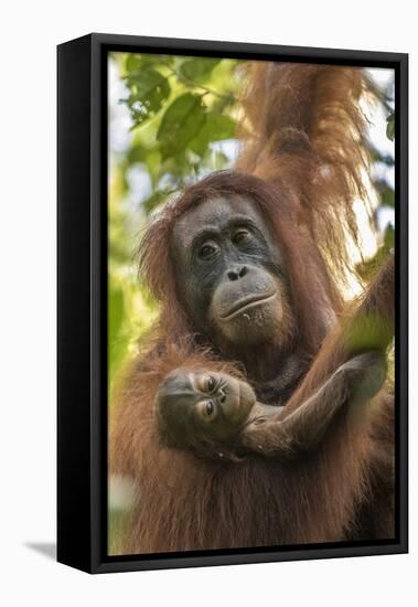 Indonesia, Borneo, Kalimantan. Female orangutan with baby at Tanjung Puting National Park.-Jaynes Gallery-Framed Premier Image Canvas