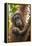 Indonesia, Borneo, Kalimantan. Female orangutan with baby at Tanjung Puting National Park.-Jaynes Gallery-Framed Premier Image Canvas