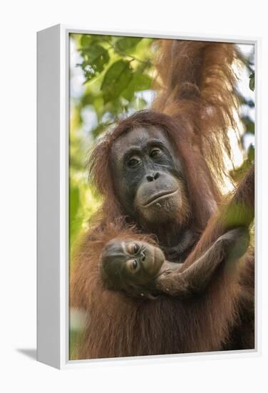 Indonesia, Borneo, Kalimantan. Female orangutan with baby at Tanjung Puting National Park.-Jaynes Gallery-Framed Premier Image Canvas