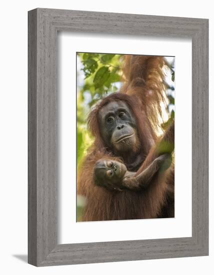 Indonesia, Borneo, Kalimantan. Female orangutan with baby at Tanjung Puting National Park.-Jaynes Gallery-Framed Photographic Print