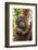 Indonesia, Borneo, Kalimantan. Female orangutan with baby at Tanjung Puting National Park.-Jaynes Gallery-Framed Photographic Print