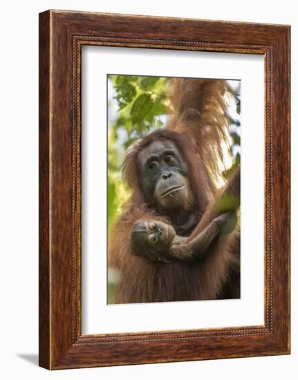 Indonesia, Borneo, Kalimantan. Female orangutan with baby at Tanjung Puting National Park.-Jaynes Gallery-Framed Photographic Print