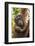 Indonesia, Borneo, Kalimantan. Female orangutan with baby at Tanjung Puting National Park.-Jaynes Gallery-Framed Photographic Print