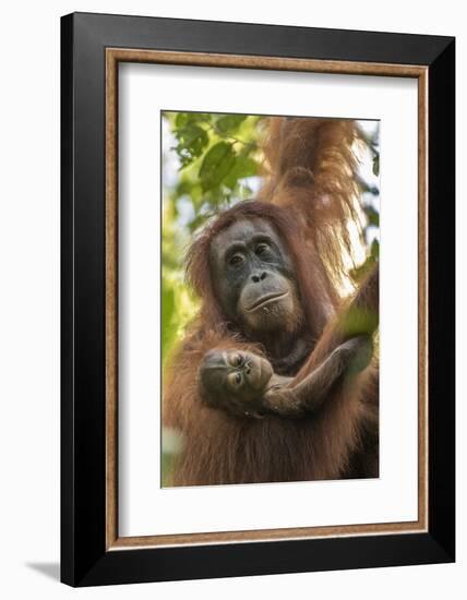 Indonesia, Borneo, Kalimantan. Female orangutan with baby at Tanjung Puting National Park.-Jaynes Gallery-Framed Photographic Print