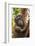 Indonesia, Borneo, Kalimantan. Female orangutan with baby at Tanjung Puting National Park.-Jaynes Gallery-Framed Photographic Print