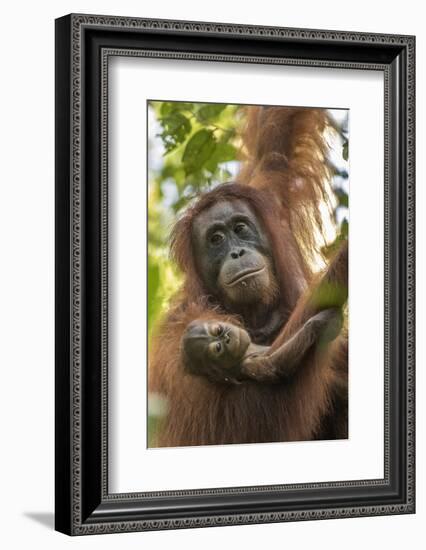 Indonesia, Borneo, Kalimantan. Female orangutan with baby at Tanjung Puting National Park.-Jaynes Gallery-Framed Photographic Print