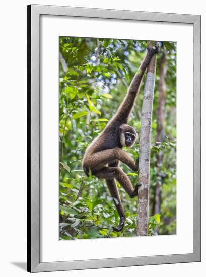 Indonesia, Central Kalimatan, Tanjung Puting National Park. a Bornean White-Bearded Gibbon.-Nigel Pavitt-Framed Photographic Print