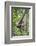 Indonesia, Central Kalimatan, Tanjung Puting National Park. a Bornean White-Bearded Gibbon.-Nigel Pavitt-Framed Photographic Print