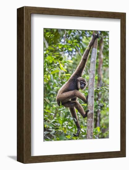 Indonesia, Central Kalimatan, Tanjung Puting National Park. a Bornean White-Bearded Gibbon.-Nigel Pavitt-Framed Photographic Print