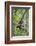 Indonesia, Central Kalimatan, Tanjung Puting National Park. a Bornean White-Bearded Gibbon.-Nigel Pavitt-Framed Photographic Print