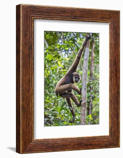 Indonesia, Central Kalimatan, Tanjung Puting National Park. a Bornean White-Bearded Gibbon.-Nigel Pavitt-Framed Photographic Print