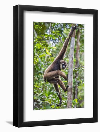 Indonesia, Central Kalimatan, Tanjung Puting National Park. a Bornean White-Bearded Gibbon.-Nigel Pavitt-Framed Photographic Print