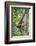 Indonesia, Central Kalimatan, Tanjung Puting National Park. a Bornean White-Bearded Gibbon.-Nigel Pavitt-Framed Photographic Print