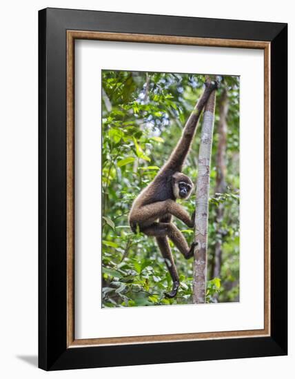 Indonesia, Central Kalimatan, Tanjung Puting National Park. a Bornean White-Bearded Gibbon.-Nigel Pavitt-Framed Photographic Print