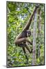 Indonesia, Central Kalimatan, Tanjung Puting National Park. a Bornean White-Bearded Gibbon.-Nigel Pavitt-Mounted Photographic Print