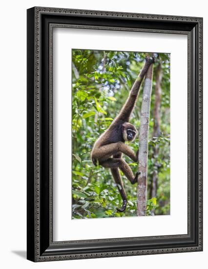Indonesia, Central Kalimatan, Tanjung Puting National Park. a Bornean White-Bearded Gibbon.-Nigel Pavitt-Framed Photographic Print