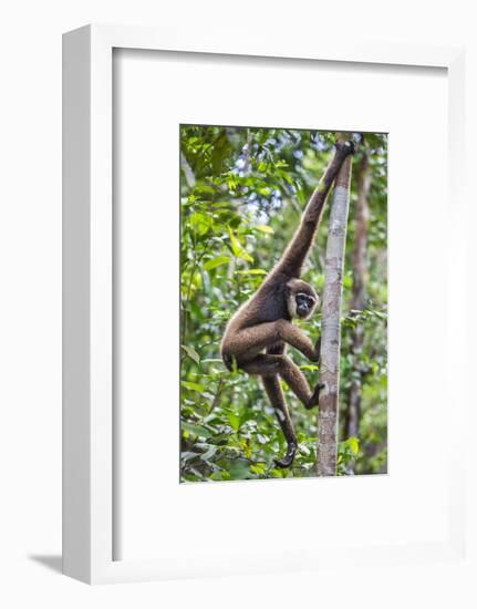 Indonesia, Central Kalimatan, Tanjung Puting National Park. a Bornean White-Bearded Gibbon.-Nigel Pavitt-Framed Photographic Print