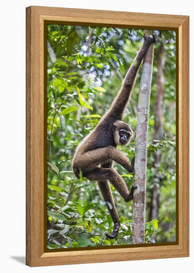 Indonesia, Central Kalimatan, Tanjung Puting National Park. a Bornean White-Bearded Gibbon.-Nigel Pavitt-Framed Premier Image Canvas