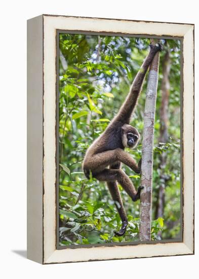 Indonesia, Central Kalimatan, Tanjung Puting National Park. a Bornean White-Bearded Gibbon.-Nigel Pavitt-Framed Premier Image Canvas