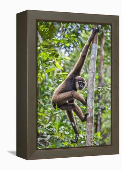 Indonesia, Central Kalimatan, Tanjung Puting National Park. a Bornean White-Bearded Gibbon.-Nigel Pavitt-Framed Premier Image Canvas