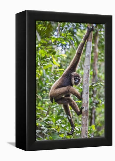 Indonesia, Central Kalimatan, Tanjung Puting National Park. a Bornean White-Bearded Gibbon.-Nigel Pavitt-Framed Premier Image Canvas